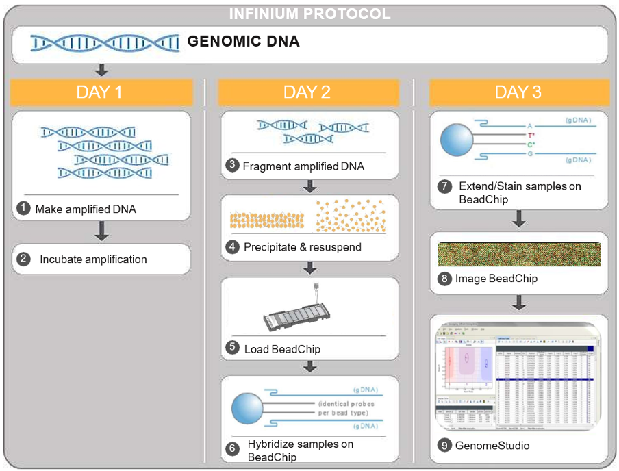 alur kerja (workflow) microarray