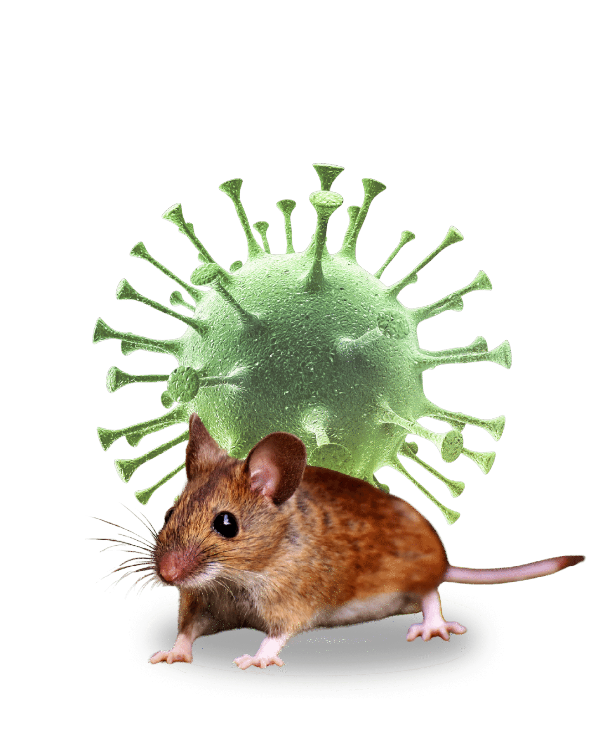 Virus Hanta Terdeteksi di Indonesia: Apa yang Perlu Kita Ketahui?