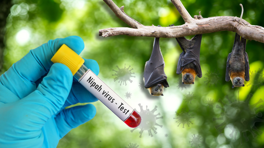 Virus Nipah merupakan patogen zoonotik