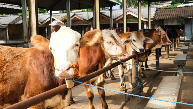 Genomik untuk Sapi Lokal Indonesia: Dari Pemetaan Populasi sampai Kandidat Marker Pertumbuhan menggunakan Illumina Bovine SNP50K